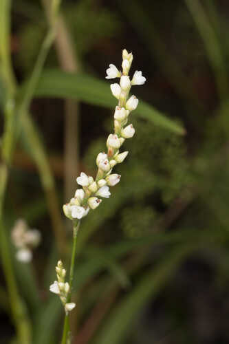 Persicaria setacea #20